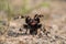 Tarantula Theraphosidae Mygalomorph Mygalomorphae