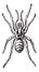 Tarantula or Theraphosidae, vintage engraving