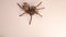 Tarantula walks, spider on white background. Female wild tarantula isolated. Bug