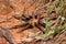 Tarantula Zion National Park