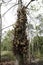 Tarapan Canonball Tree, couroupita guianensis, Irinoco Delta in Venezuela