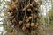 Tarapan Canonball Tree, couroupita guianensis, Irinoco Delta in Venezuela