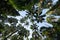 Taraw palm trees with the sky background