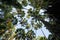 Taraw palm trees with the sky background