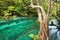 Tarawera River in Tarawera Forest in North Island, New Zealand