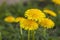 Taraxacum