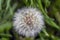 Taraxacum ,Asteraceae, dandelion seeds in early spring