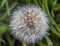 Taraxacum ,Asteraceae, dandelion seeds in early spring