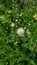 Taraxacum (Asteraceae Family)