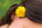 Taraxacum dandelion