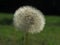 Taraxacum - Dandelion