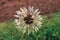 Taraxacum dandelion flower petals color white red