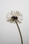 Taraxacum dandelion flower petals color white red