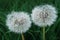 Taraxacum dandelion flower petals color white red