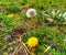 Taraxacum. Dandelion. Spring flowers in nature.