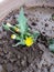 Taraxacum or dandelions. A dandelion yellow flower head composed of numerous small florets.