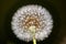Taraxacum erythrospermum, known by the common name red-seeded dandelion, is a species of dandelion found in much of North America,