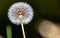 Taraxacum erythrospermum, known by the common name red-seeded dandelion, is a species of dandelion found in much of North America,