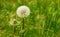 Taraxacum  is a large genus of flowering plants in the family Asteraceae, which consists of species commonly known as dandelions