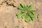 Taraxacum mongolicum