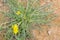 Taraxacum mongolicum