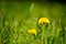 Taraxacum officinale