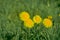 Taraxacum officinale as a dandelion or common dandelion . In Polish it is known as \\\