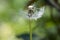 Taraxacum officinale common meadow flowering plant, dandelions faded white seeds