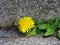 Taraxacum officinale, the dandelion or common dandelion against stone wall background
