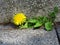 Taraxacum officinale, the dandelion or common dandelion against stone wall background