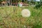 Taraxacum officinale or dandelion on summer meadow