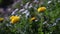 Taraxacum officinale, dandelion on a sunny day Close up