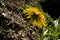 Taraxacum officinale; Dandelion on the valley floor near Flums, Swiss Alps