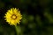 Taraxacum officinalis, a yellow dandelion flower in green background