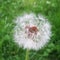 Taraxacum sect. Ruderalia in green