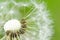 Taraxacum seed head