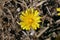 Taraxacum serotinum - Wild plant shot in the summer