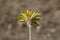 Taraxacum serotinum - Wild plant shot in the summer