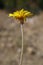 Taraxacum serotinum - Wild plant shot in the summer