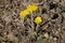 Taraxacum serotinum - Wild plant shot in the summer