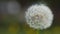 Taraxacum. White head of a dandelion against a green meadow.