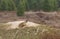 Tarbagan or  Mongolian marmot lies on a stone