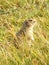 Tarbagan. The tarbagan or Mongolian or Siberian marmot.