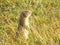 Tarbagan. The tarbagan or Mongolian or Siberian marmot.