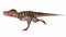 Tarbosaurus dinosaur running fast and quickly - 3D render