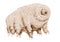 Tardigrade microscopic grachic illustration. Hand drawn water bear zoology smallest animal. Sepia ink image of animalcule, perfect