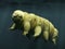 Tardigrade, swimming water bear