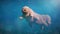 Tardigrade, swimming water bear, microscopic extremophile