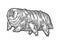 Tardigrade water bear sketch engraving vector