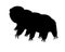 Tardigrades is a vector silhouette picture for a logo or sign with a microscopic animal. The silhouette of Tardigrades or a small